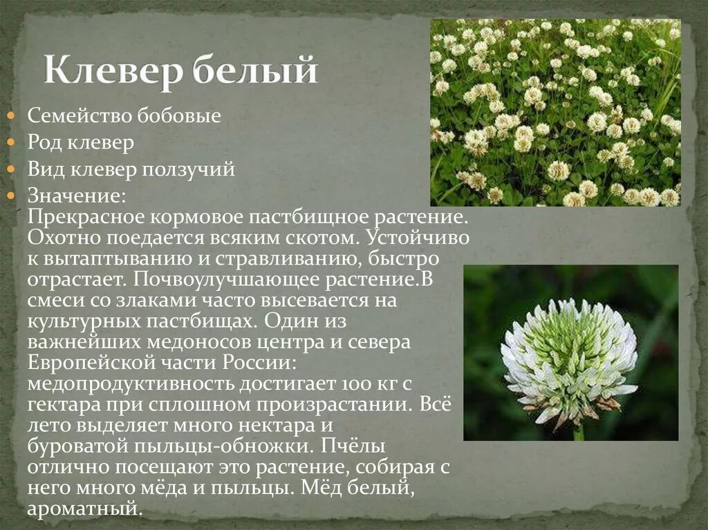 Клевер покрытосеменной. Клевер ползучий род растения. Клевер ползучий (Trifolium repens). Систематика клевера ползучего. Род растения Клевер Луговой и Клевер ползучий.