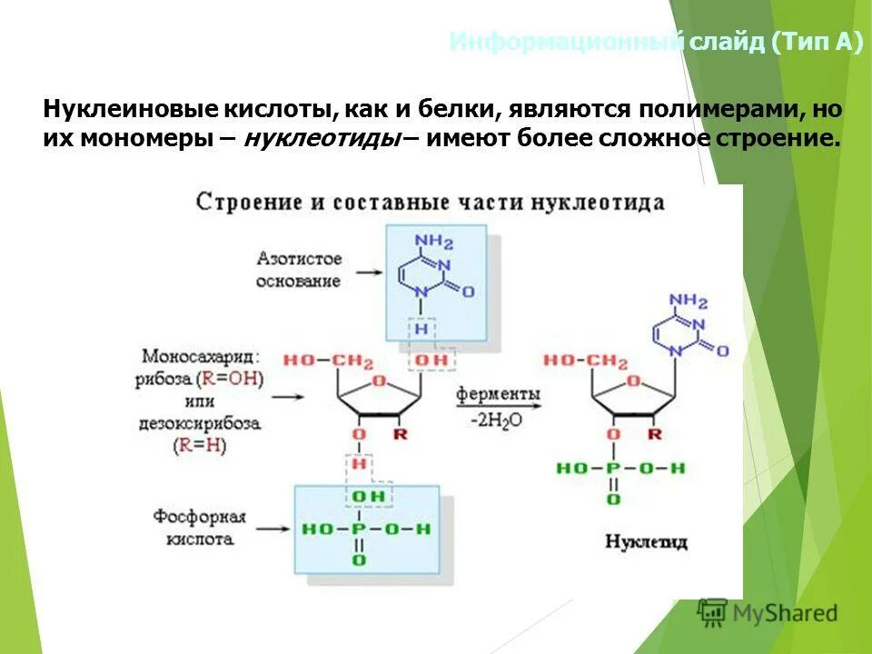Мономером белка является нуклеотид. Мономером белка является нуклеотид. Белки строение мономера. Пентозы нуклеиновых кислот. Полимеры нуклеотидов.
