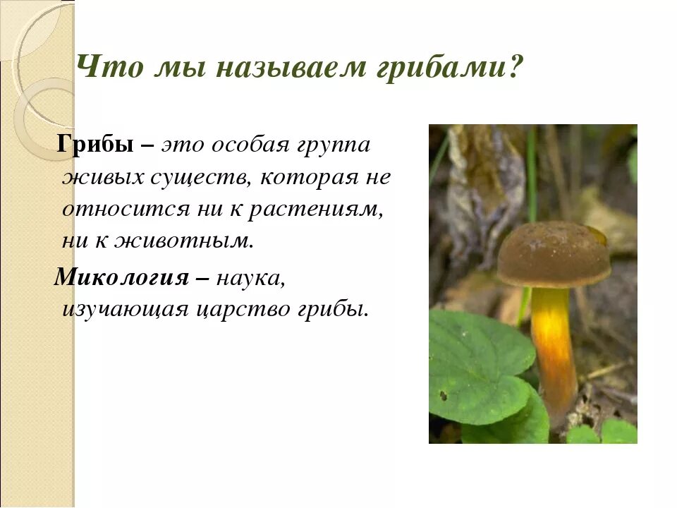 Грибы особая группа организмов. Грибы это растения или животные. Грибы являются растениями. Грибы особая группа животных существ. Грибы это растения или нет.