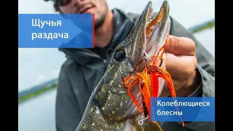 На какую приманку клюет щука осенью