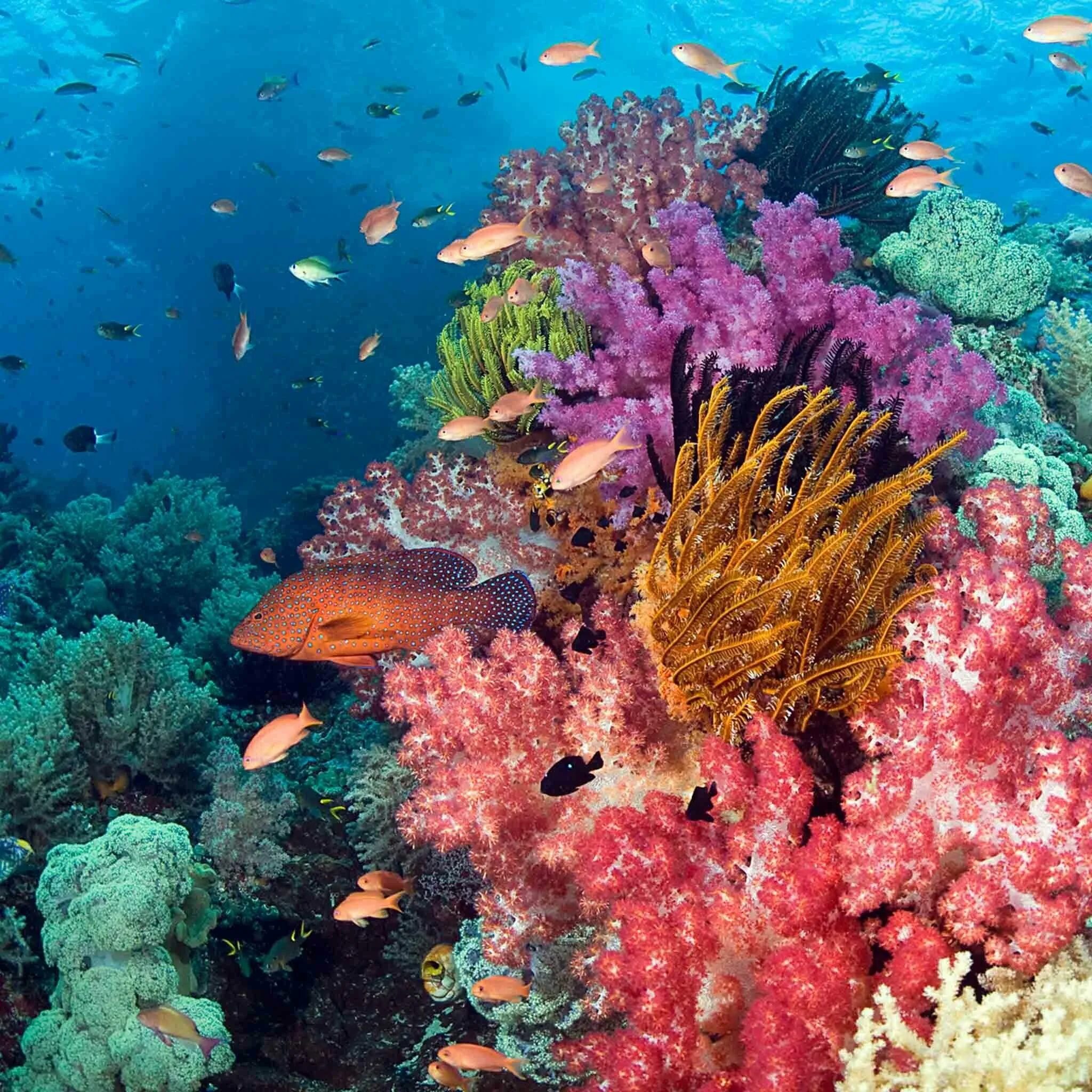 Сообщение растительный мир в океане. Рифы в океане. Коралловый риф в Шарм Эль Шейхе. Морские водоросли на рифе. Коралловые рифы Монерон.