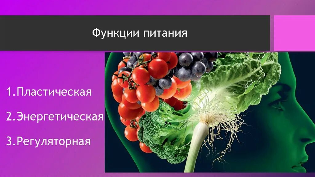 Пластическая функция питания. Функции питания. Функции пищи. Регуляторная функция питания.