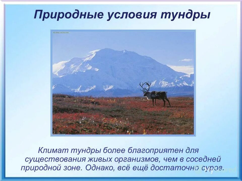 условия жизни в тундре. природные условия тундры. проект природная зона тундра. растениеводство в тундре. деревья тундры.