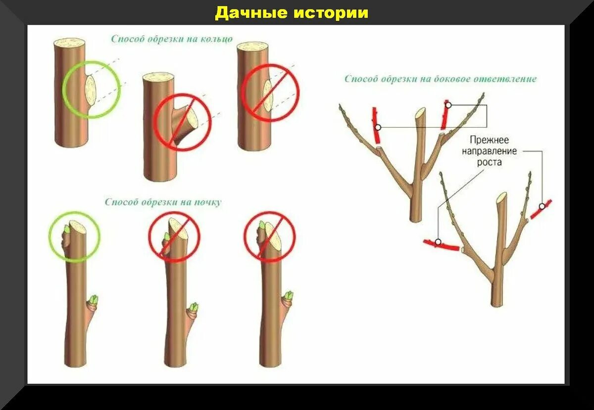 Принципы обрезки плодовых деревьев схема. Схема обрезки яблони весной. Схема обрезки яблони осенью. Обрезка молодых плодовых деревьев весной схема. Схема обрезки плодовых деревьев весной