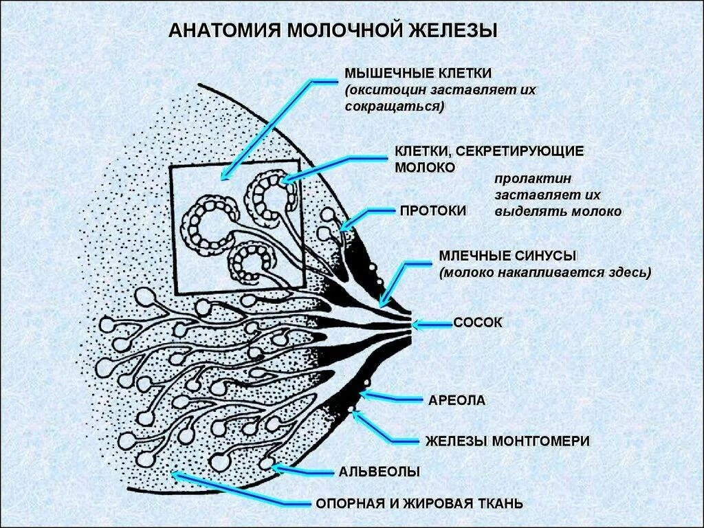 Как называют женскую железу. Схема строения молочной железы. Микроскопическое строение молочной железы. Строение молочной железы анатомия. Рудиментарные железы Монтгомери.