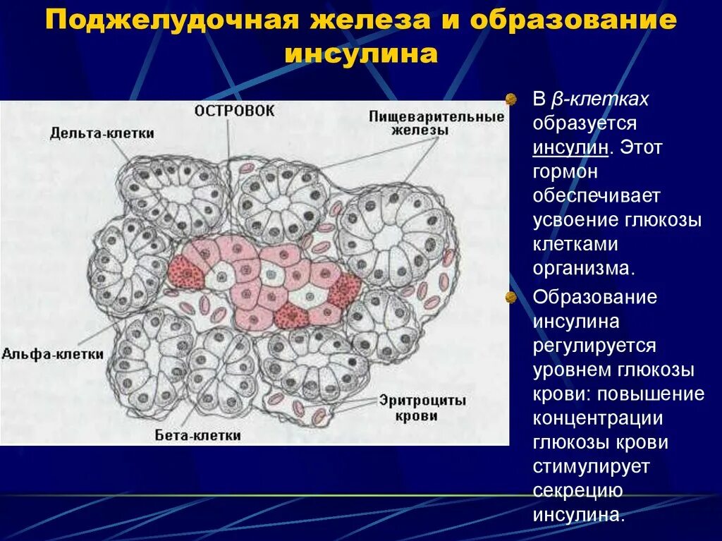 Клетки поджелудочной железы секретируют инсулин. Инсулин и поджелудочная железа клетки. Строение поджелудочной железы Альфа и бета клетки. Альфа клетки и бета клетки поджелудочной железы.