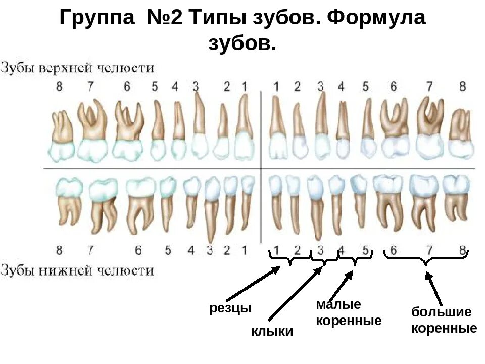 Корень зуба клык