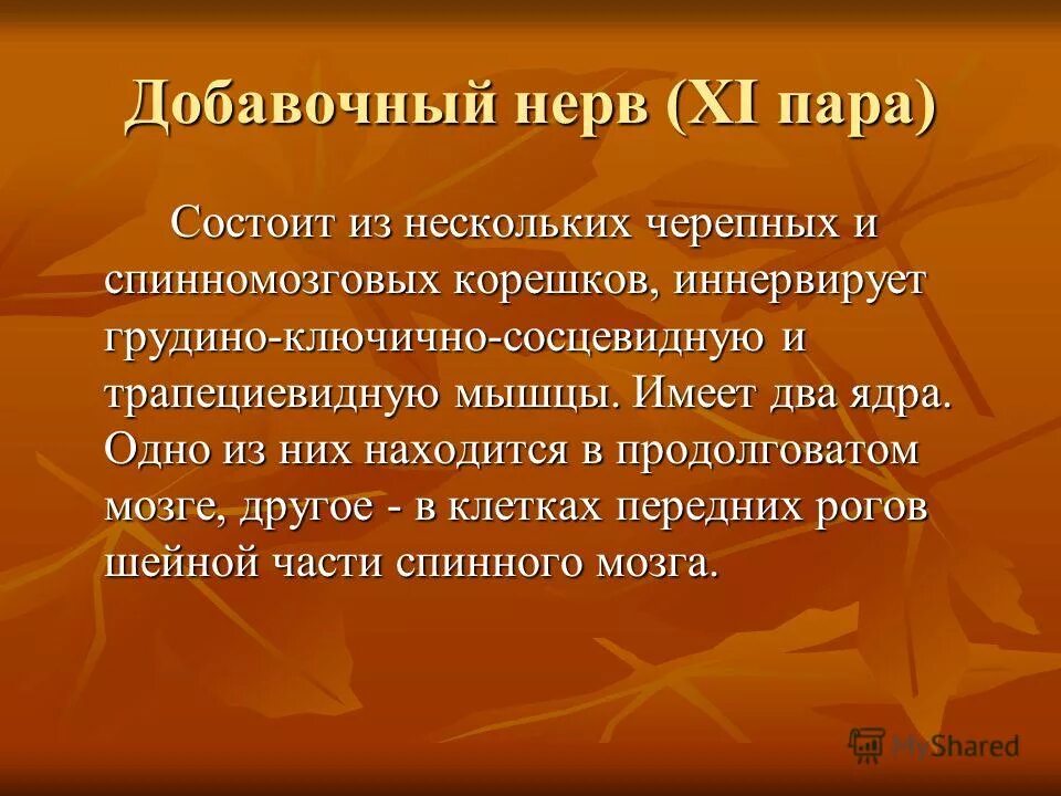 Первая пара состоит. 11 пара добавочный нерв функции. добавочный нерв анатомия ядра. xi пара добавочный нерв. добавочный нерв иннервирует.