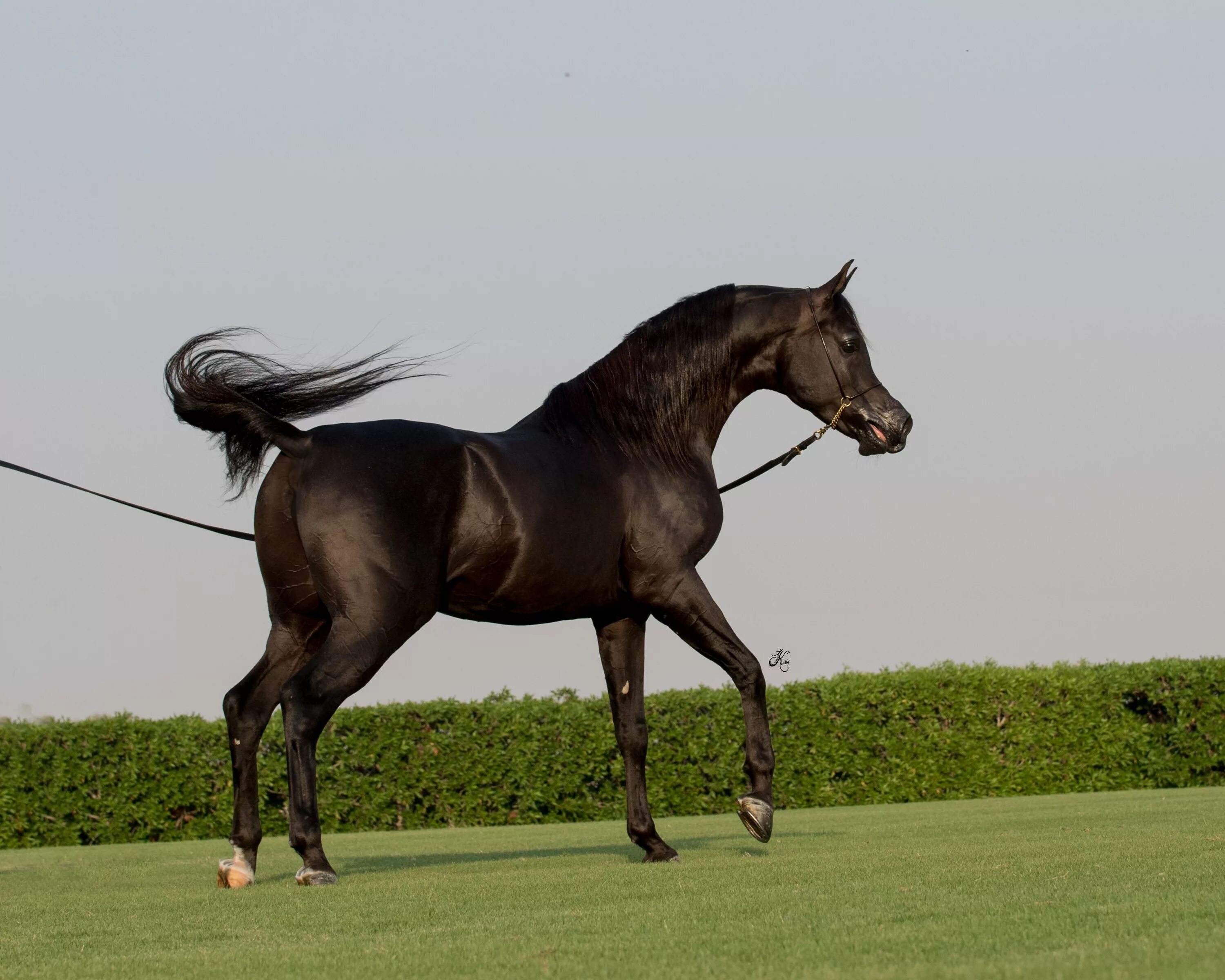 Сколько стоит верховые. Арабская Скаковая порода лошадей. Арабская чистокровная лошадь. Арабская лошадь (арабский скакун). Лошади породы арабская чистокровная.