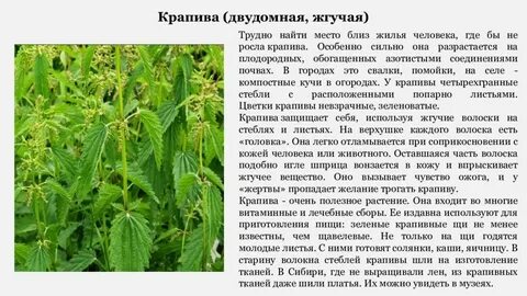 Известно что крапива двудомная многолетнее растение имеющее