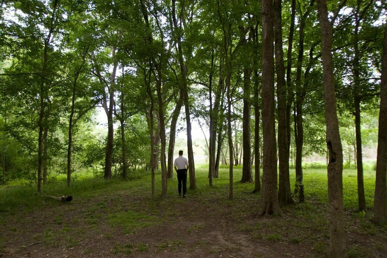 Объятия с деревьями. Мужчина обнимает дерево. Девушка обнимает дерево. Живущий среди деревьев. Человек обнимает дерево.