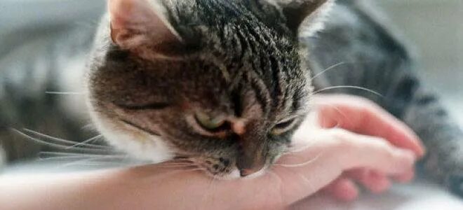 Кусачая кошка. Кот кусает руки сон. Кот кусает руки сон. Кот кусает руки сон. Гладить кошку.