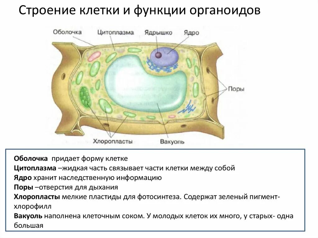 Клетка строение и функции. Органоиды растительной клетки. Строение органелл растительной клетки. Функции растительной клетки.