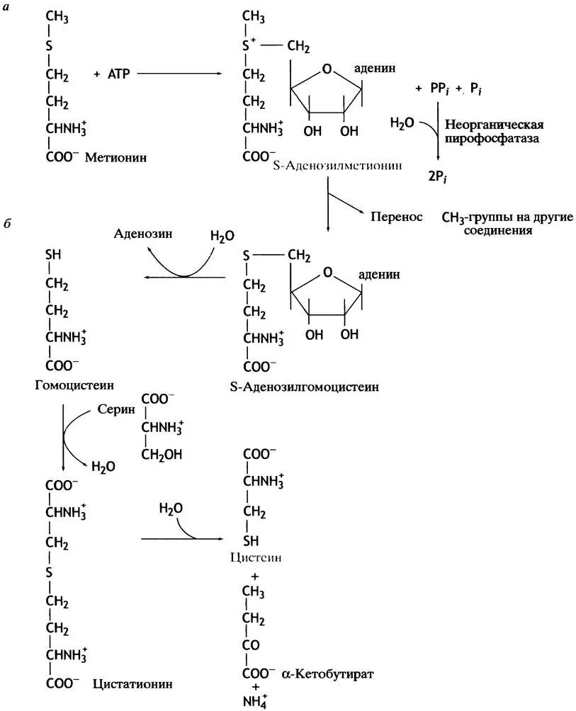 Аденозилметионин биохимия. Метионин функциональная группа. Синтез s-аденозилметионина из метионина. Синтез Холина из метионина. Структура активного метионина