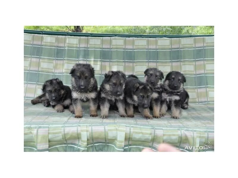 Кутенок овчарки. Немецкая немецкая овчарка щенок. Немецкая овчарка. Про маленького щенка. Овчарки щенки на улице маленькие.