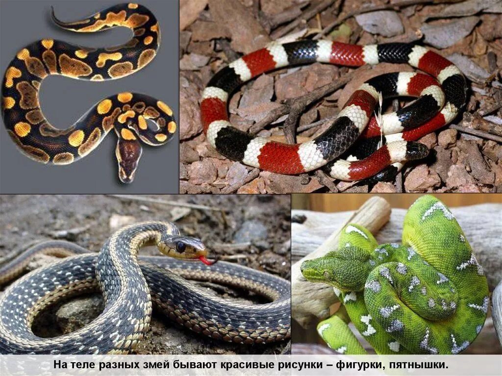 Какого типа змеи. Разные змеи. Название змей. Красивые змеи и их названия. Название змей с картинками.