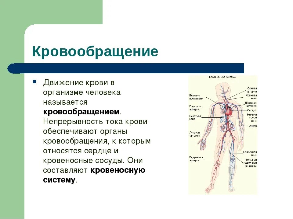 Органы кровообращения. Система органов кровообращения. Кровообращение в организме человека. Движение крови в организме человека. Непрерывное движение крови по организму