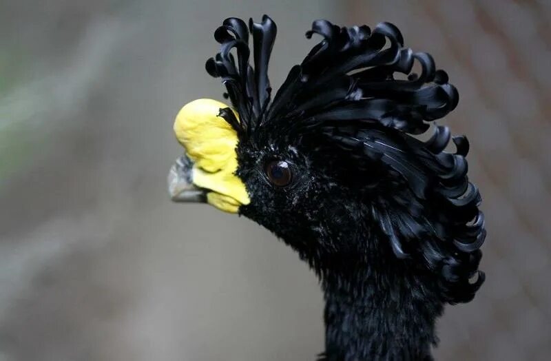 Курица с листовидным гребнем черным оперением. Кучерявая птица. Черная курчавая курица. Кудрявый петух. Кудрявая курица.