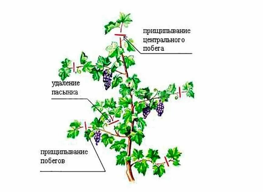 Как ухаживать за виноградом весной. Виноград пасынкование и прищипывание. Пасынкование винограда летом. Прищипывание пасынков винограда. Схема пасынкования винограда.