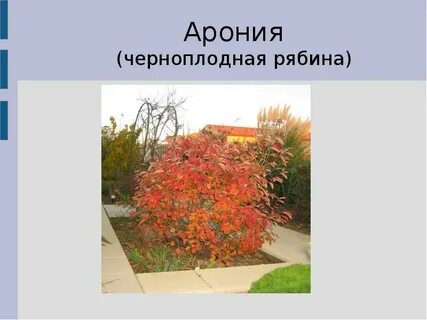 Кустарники презентации