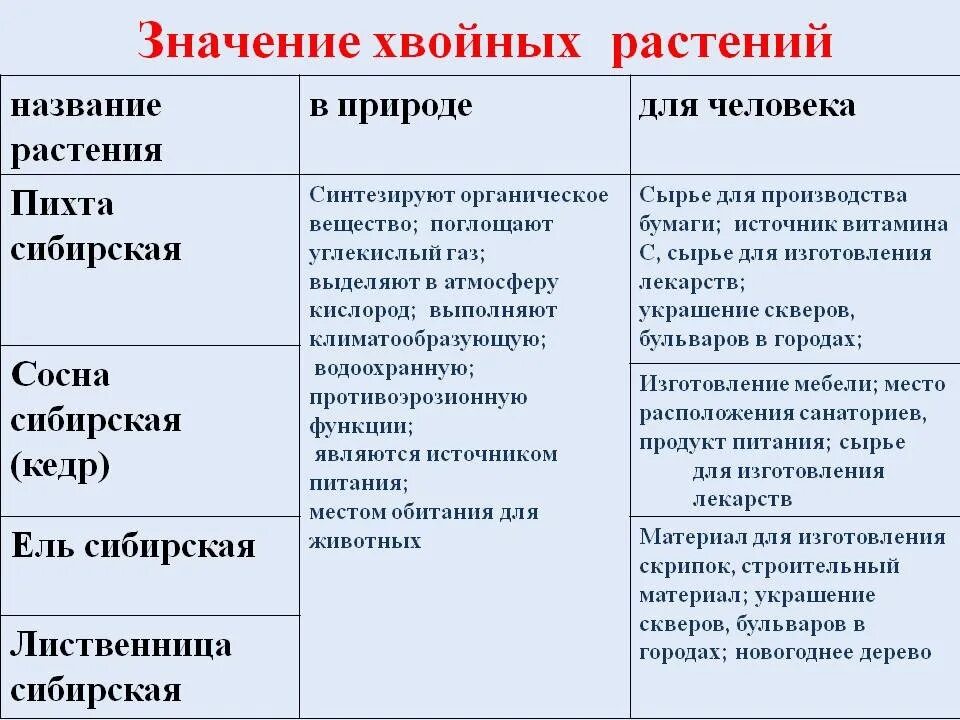 20.12.22 в 13.30 биология онлайн в телеграмм. Тема: Значение хвойных растений в