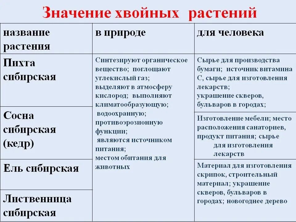 Какое значение хвойных. Значение хвойных растений в природе. Значение хвойных в природе и жизни человека. Значение хвойных растений в жизни человека. Значение голосеменных растений.