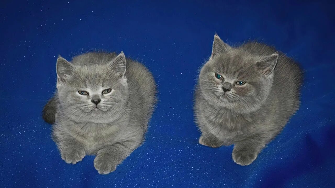 Two of them are. Two of them. британские голубые котята. серые котята на синем фоне. me and michael cat.