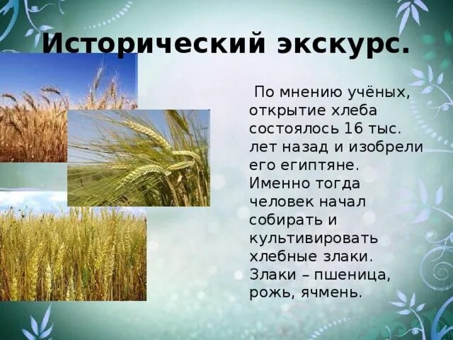 Ржи краткое содержание. Сообщение о хлебных злаках. Рассказ о злаках. Хлеб злаки презентация. Хлебные злаки рожь.