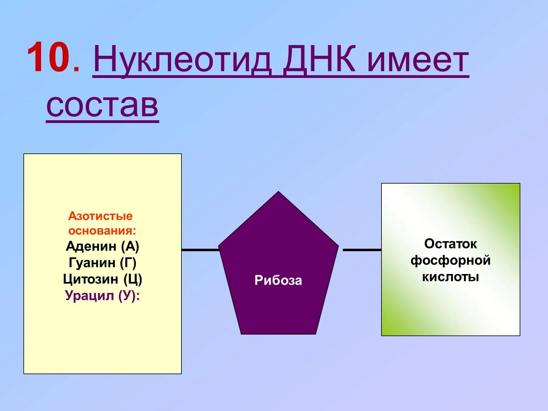 Назовите часть нуклеотида. Состав нуклеотида ДНК. Нуклеотид ДНК состоит. Схема строения нуклеотида ДНК. Строение нуклеотида.