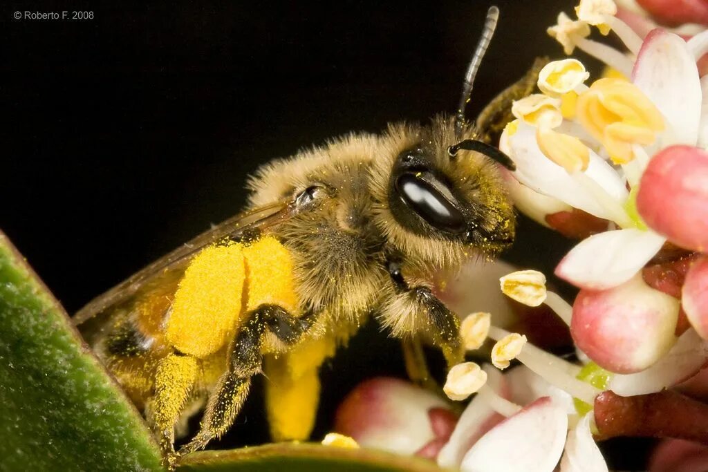 Соседские пчелы. Жалоносная европейская пчела. Смешные фото пчел. Baby Bumblebee. Обезьяна пчела фото.