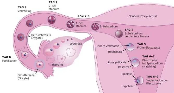 На какой день после овуляции прикрепляется. Тесты на беременность с поздней имплантацией. На какой день после овуляции прикрепляется. Схема путей яйцеклетки по маточной трубе. Тесты на беременность результат на 10 дпо.