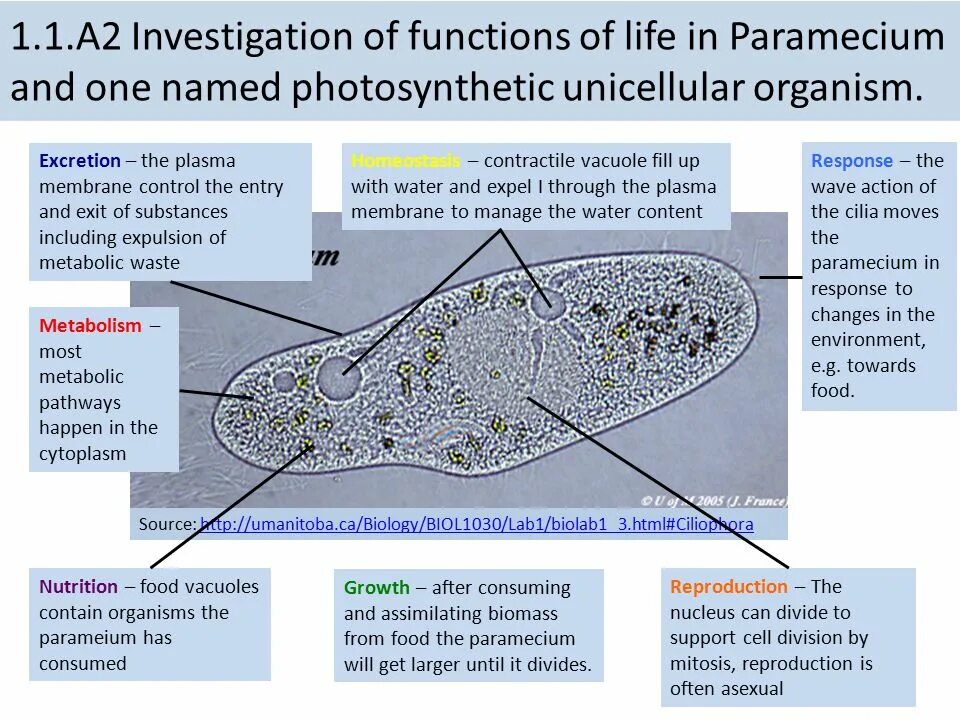 Functions investigation. Movement of unicellular Organisms. Paramecium Label the Cell. Paramecium species Life Cycle.