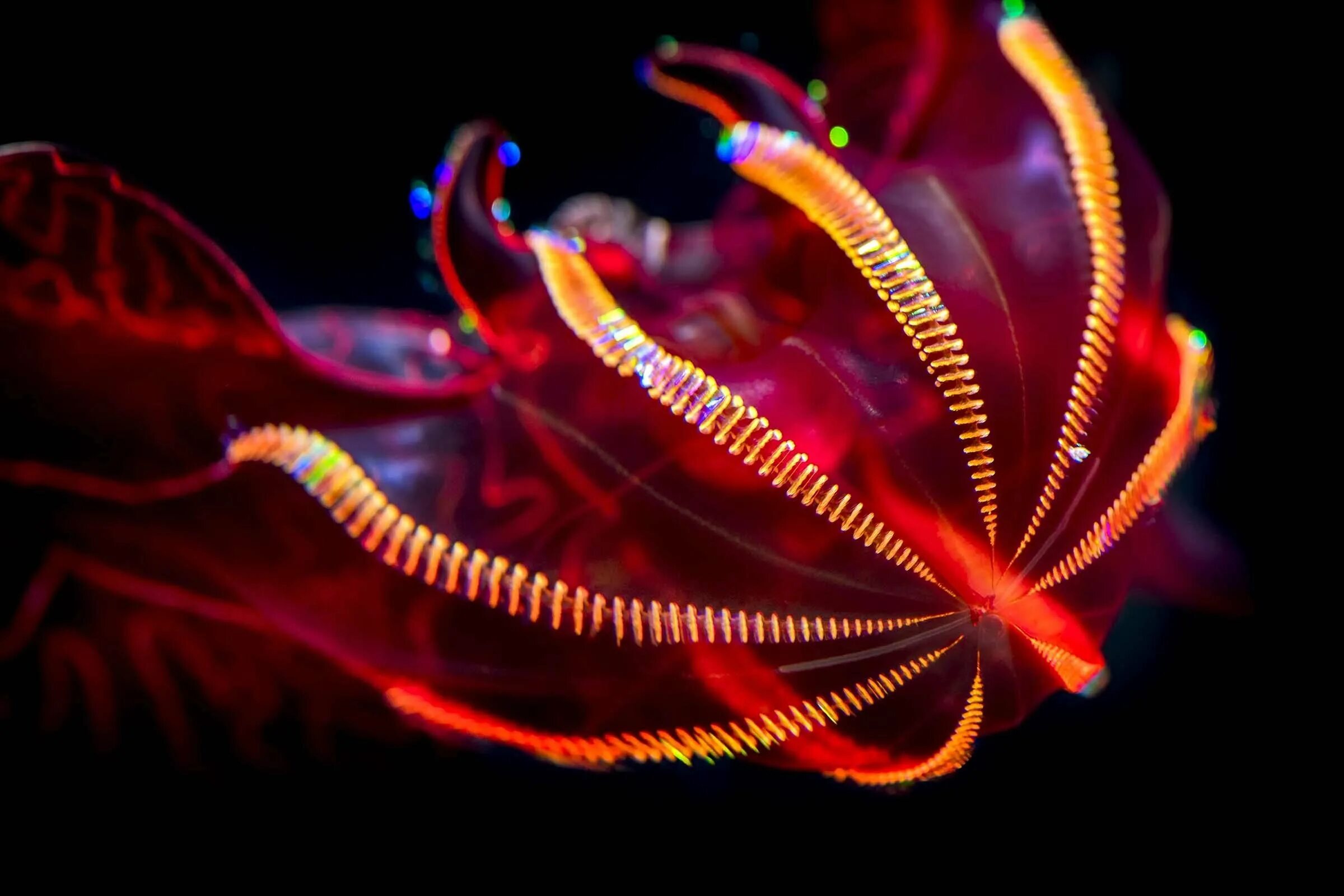 Comb jellies. Lampocteis cruentiventer. Bloody belly Comb Jelly. Bloodbelly Comb Jelly. Лопастной Гребневик lampocteis.