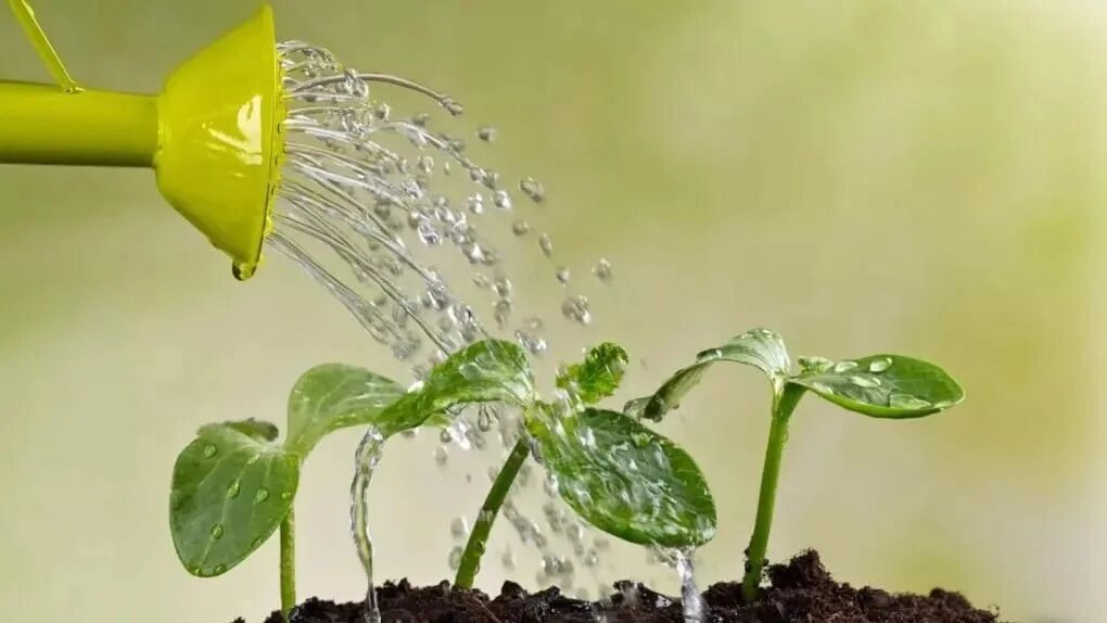 We were watering the plants. Полив рассады. Лейка для полива рассады. Вода и растения. Вода для полива растений.