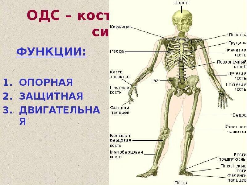 Кости ребра защитную опорную функция