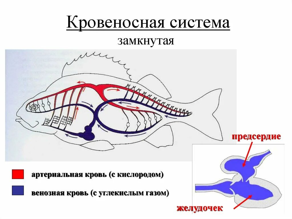 Замкнутая и незамкнутая кровеносная система схема. Кровяная система рыб. Замкнутая кровеносная система и незамкнутая кровеносная. Кровентская системм замкнуиа. Незамкнутая кровеносная система характеристика