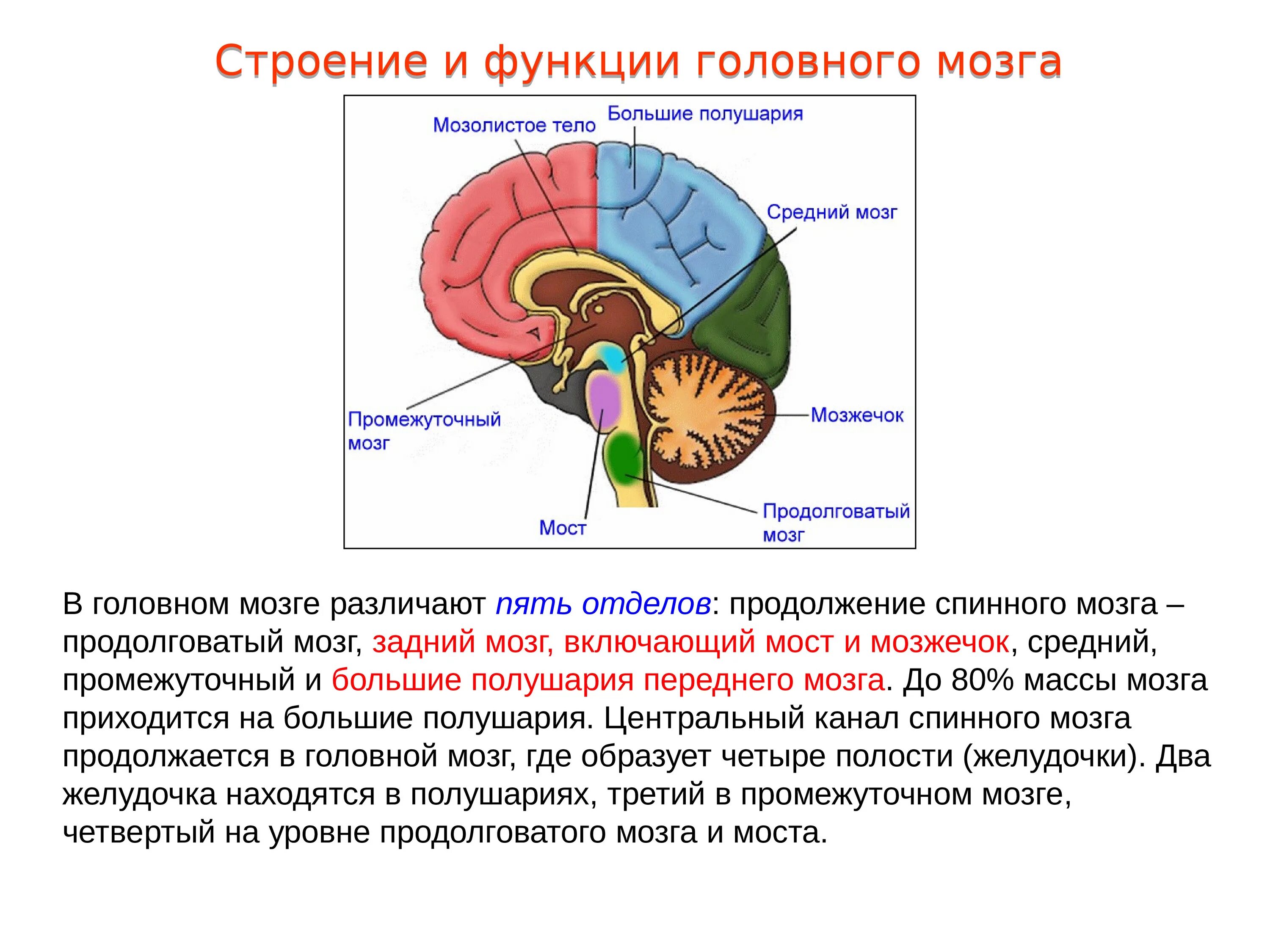 Плохо развит мозжечок. Задний мозг мозжечок строение. Задний мозг функции мозжечка. Серое вещество заднего мозга мозжечка. Мозжечок строение и функции анатомия.