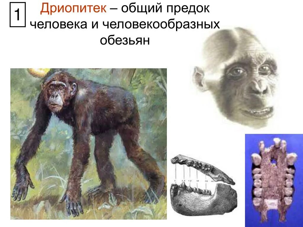 1 предок человека. Дриопитек австралопитек. Антропогенез дриопитек. Эволюция человека дриопитек. Общий предок человека и человекообразных обезьян дриопитек.