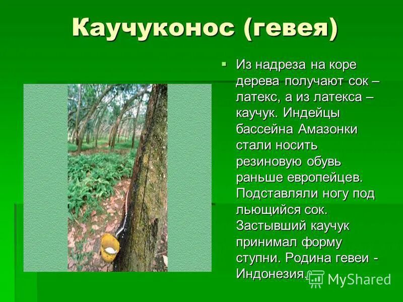 растительный мир южной америки 7 класс кратко. природа южной америки презентация. растительный мир южной америки 7 класс география. растительный мир южной америки 7 класс география. растения южной америки список.