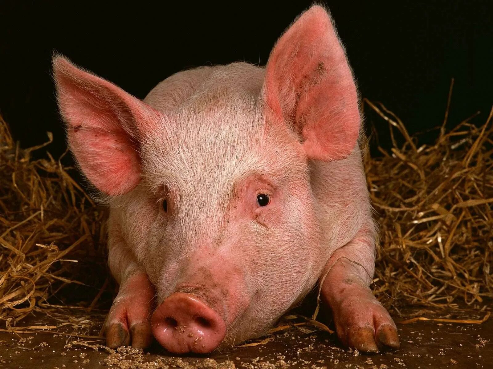 Продаж свинок. Свинья. Фото свиньи. Свинья животное. Свинья картинка.