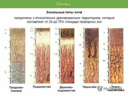 Подтипы подзолистых почв