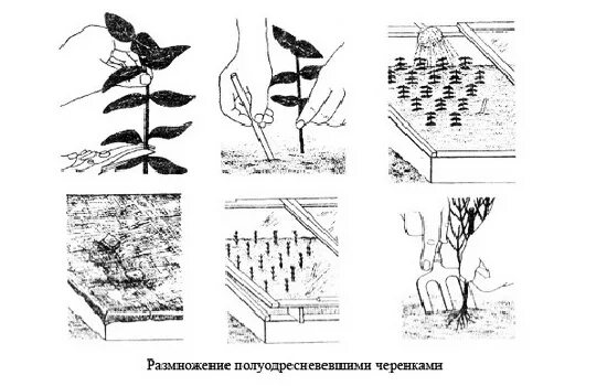 Как размножить глицинию