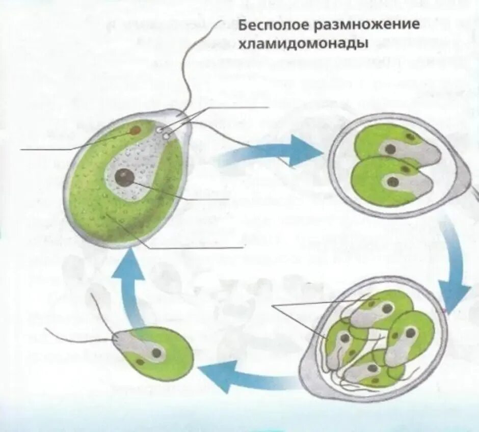 Водоросли оплодотворение. Бесполое размножение водорослей. Бесполое размножение хламидомонады. Размножение одноклеточных водорослей схема. Бесполое размножение водоросли хламидомонады.