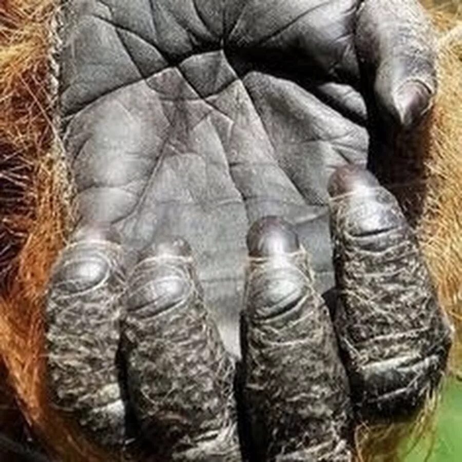 Ногти обезьяны. Ногти шимпанзе.