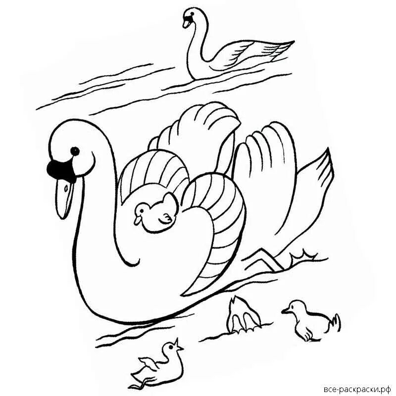 Распечатать картинку лебедь. Лебедь раскраска. Лебедь раскраска для детей. Семья лебедей раскраска. Раскраска лебедь для детей 6-7 лет.
