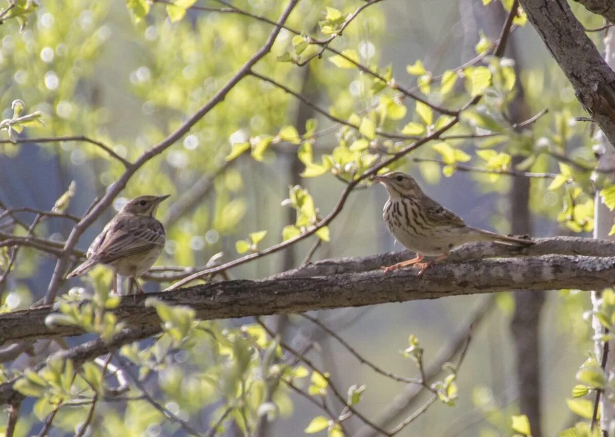 Отряд воробьинообразные сойка. Соловьи жаворонки зяблики. Природа птицы. Весенние птицы. Птицы в лесу.