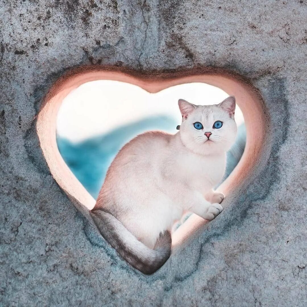 Сердечные коты