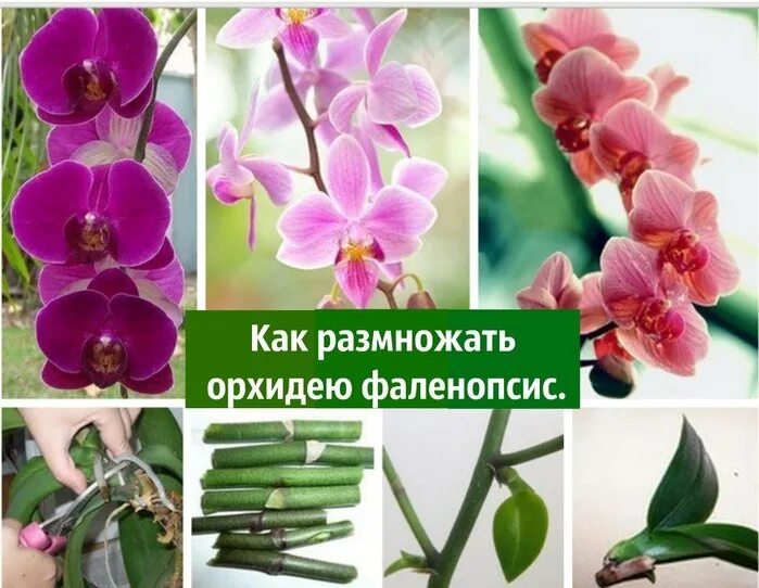 Орхидея Дендробиум фаленопсис. Орхидея Дендробиум фаленопсис детка. Бульба фаленопсис орхидеи. Как отличить орхидею