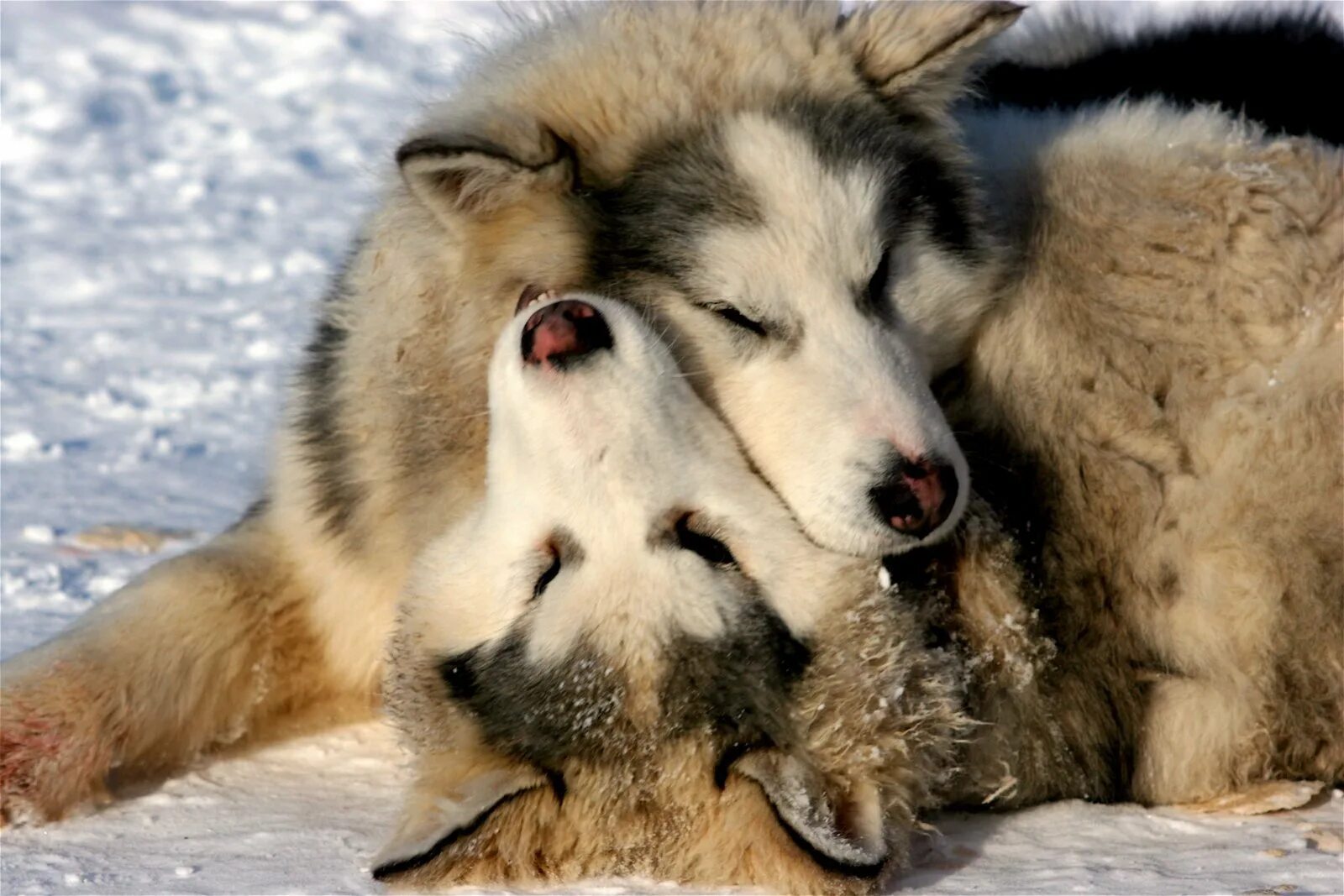 Полюбить волка. Влюбленные волки. Волки любовь. Волки пара. Волки обнимаются.