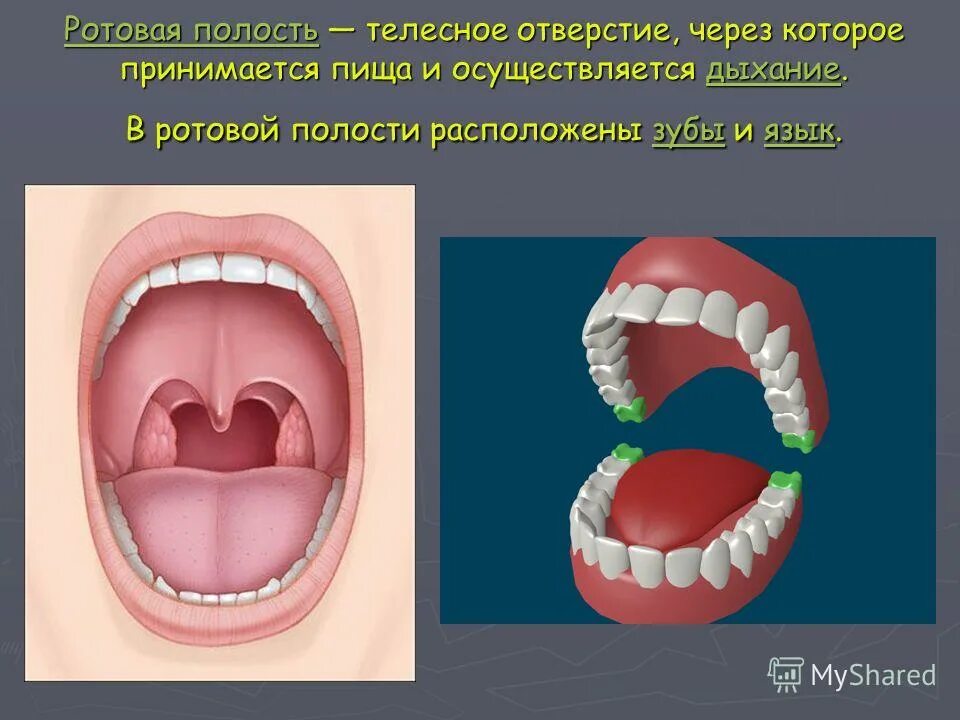 Описание полости рта